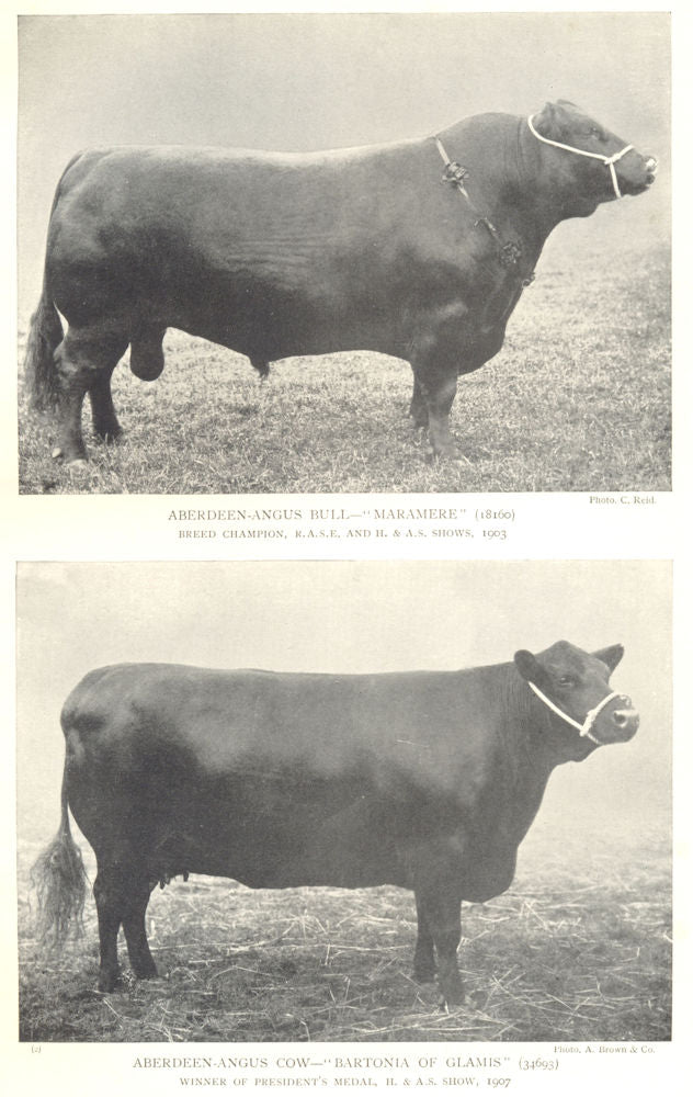 CATTLE. Aberdeen Angus Bull